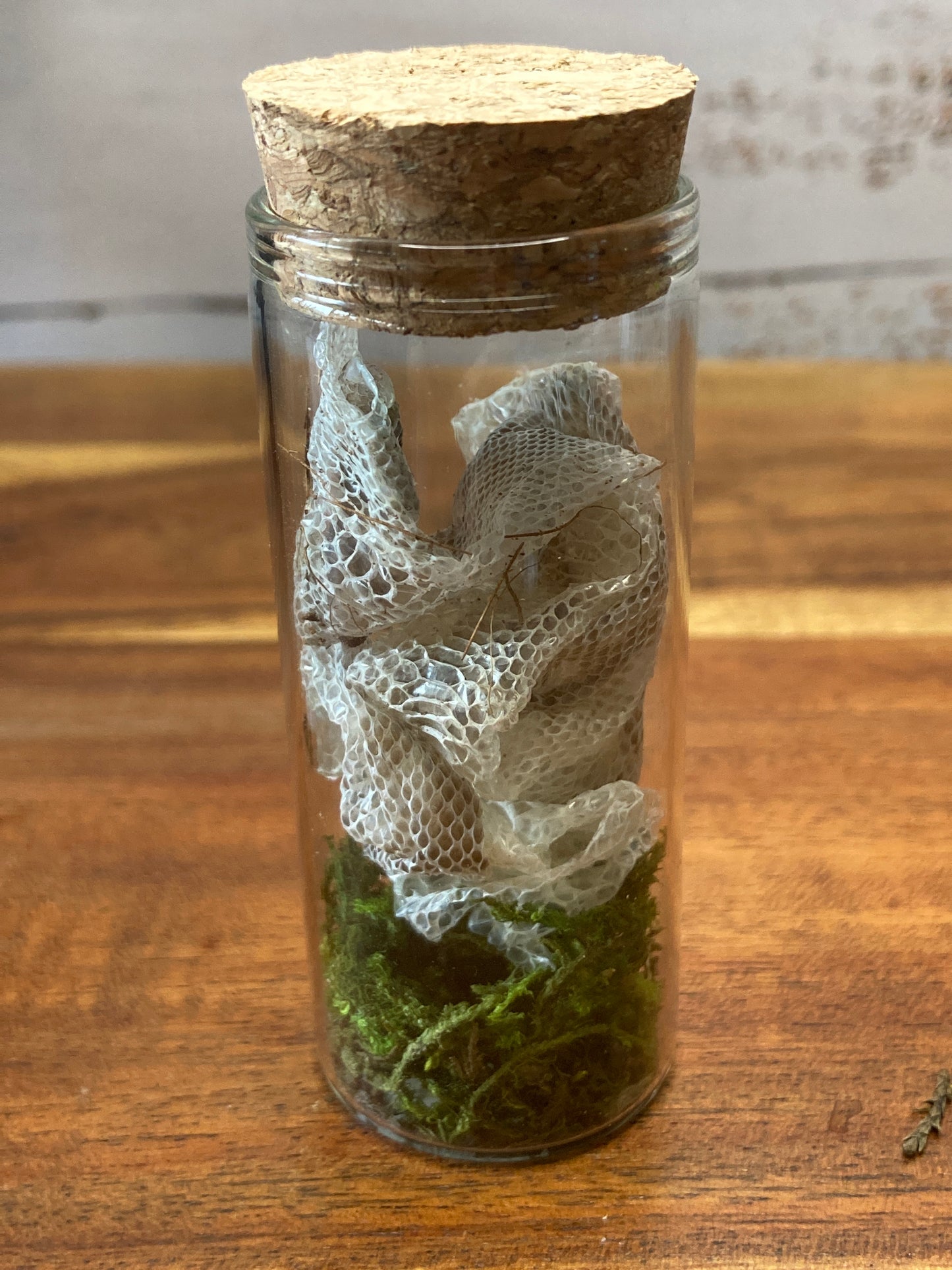 Child Python Shedding