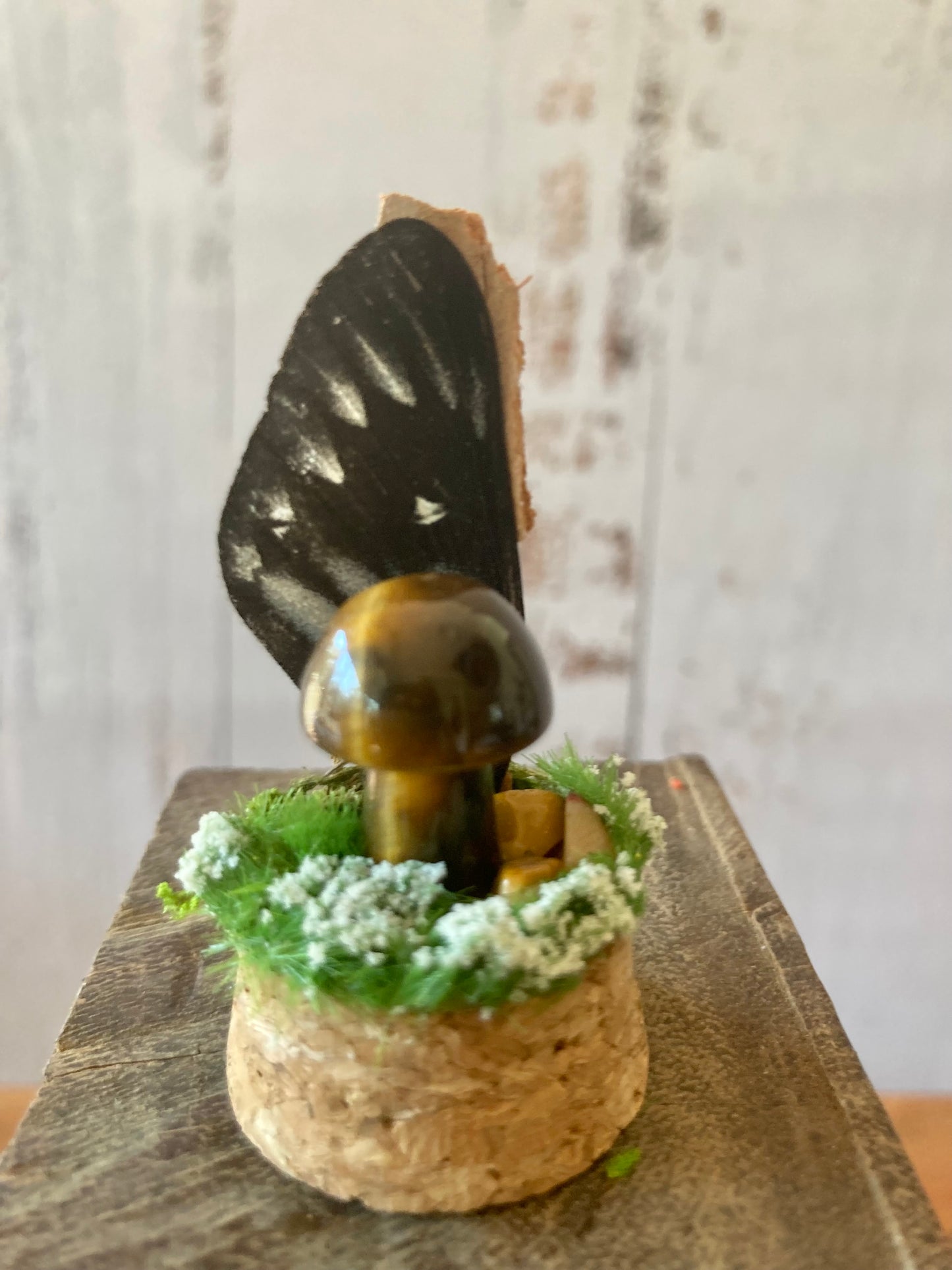 Tigers Eye Mushroom terrarium