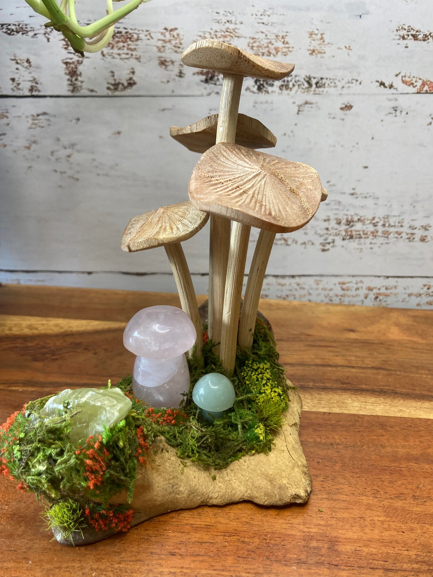 Mushroom Cluster