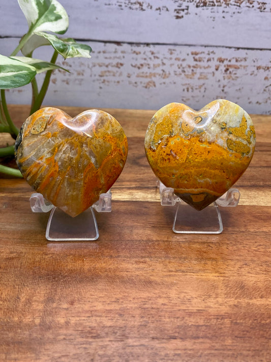 Bumblebee Jasper Hearts