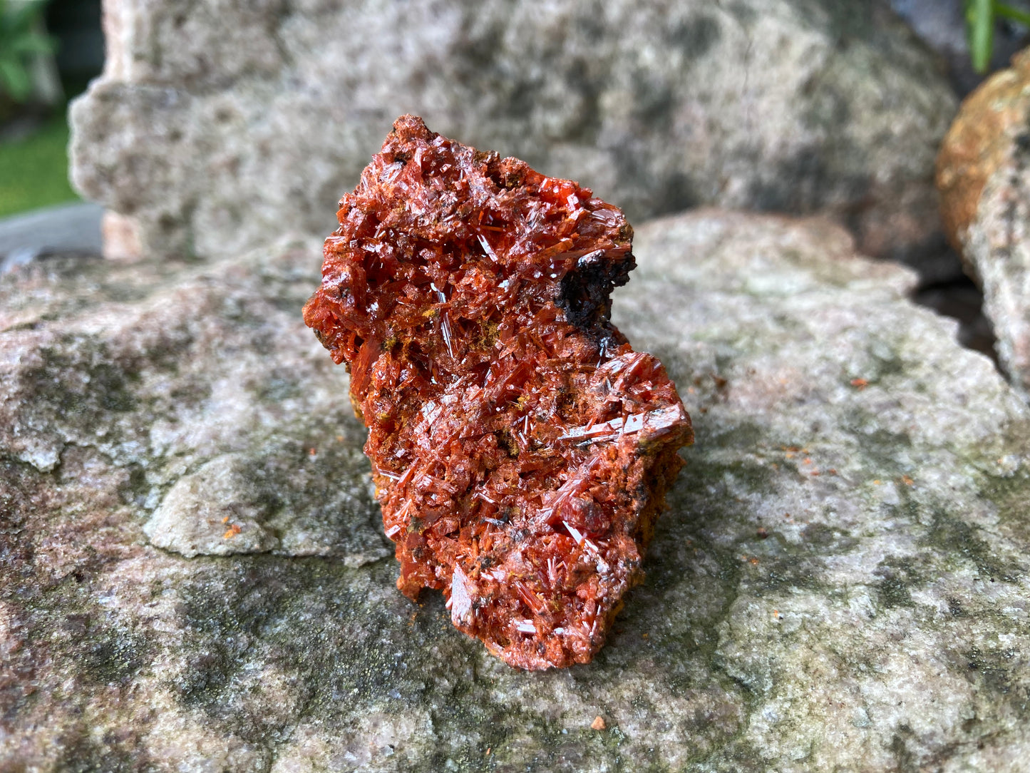 Tasmanian Crocoite