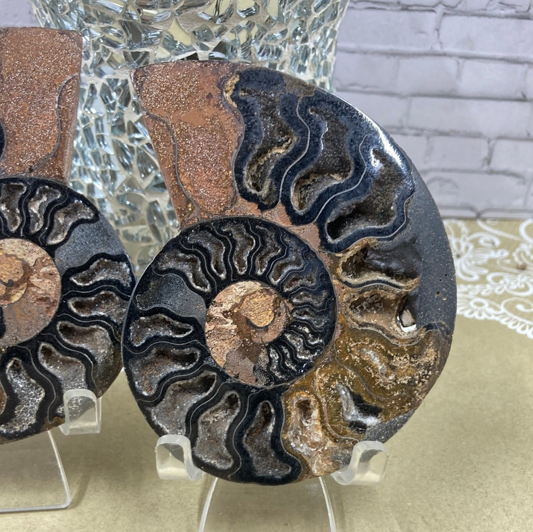 Ammonite Fossil