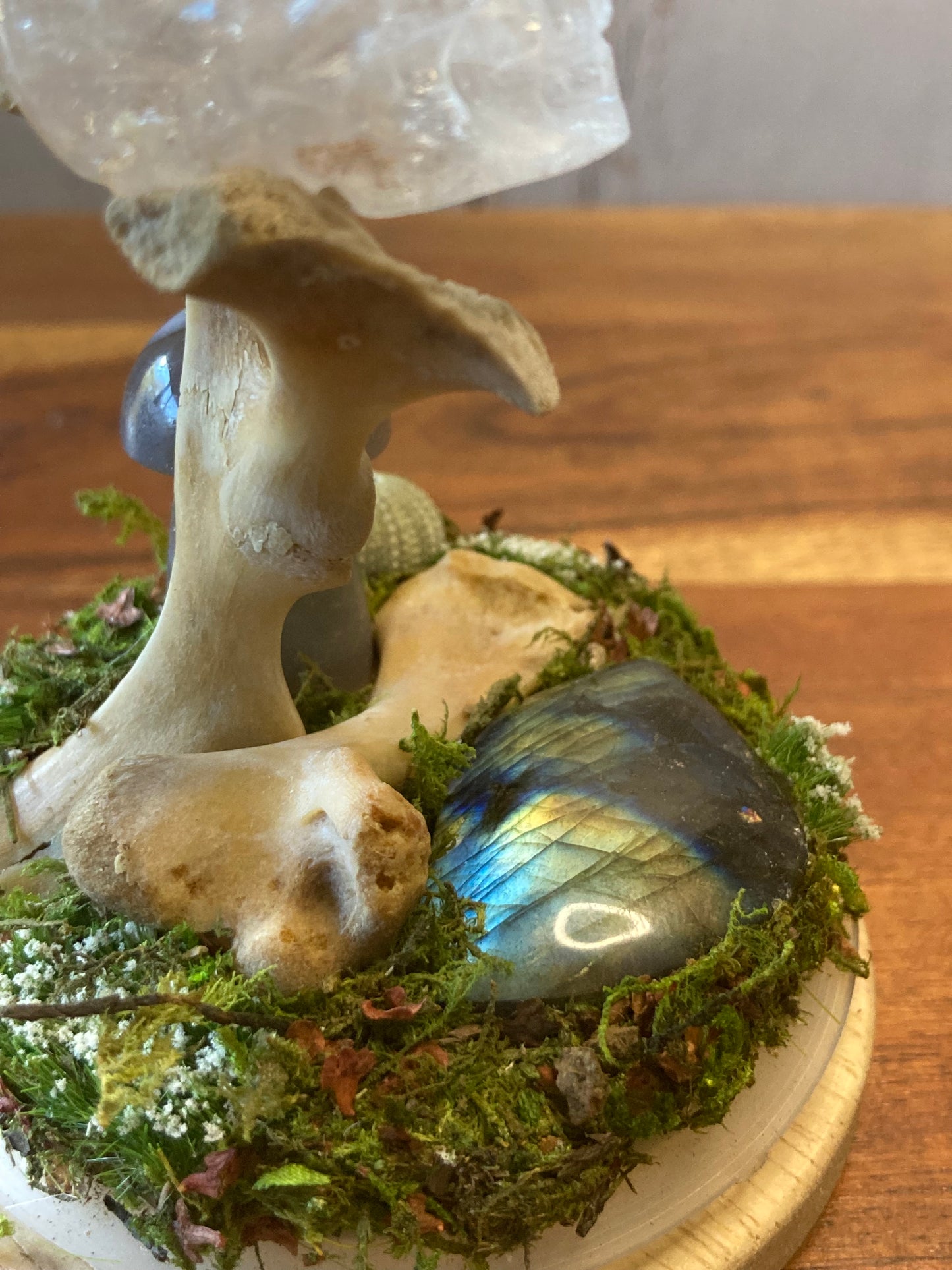 Long Neck Turtle Bone Garden