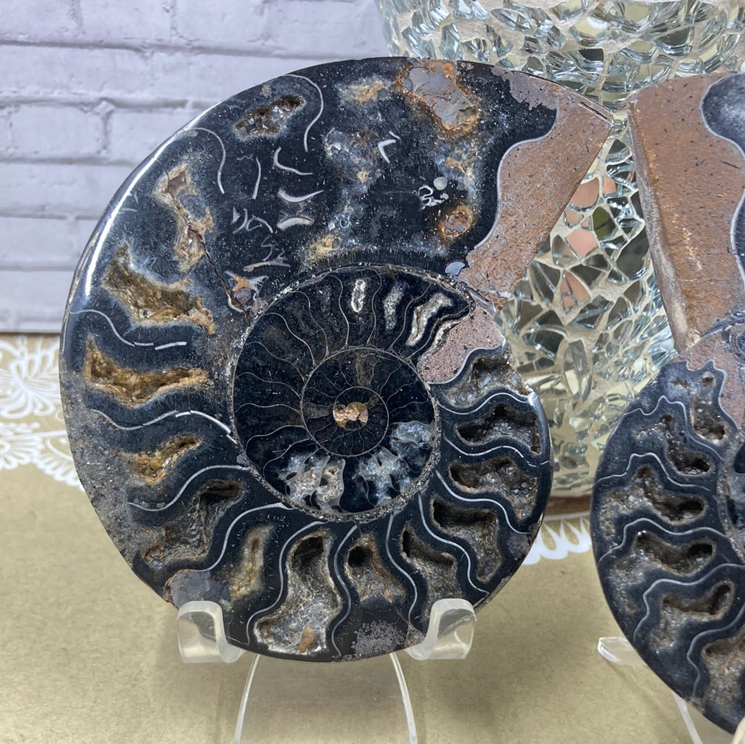 Ammonite Fossil