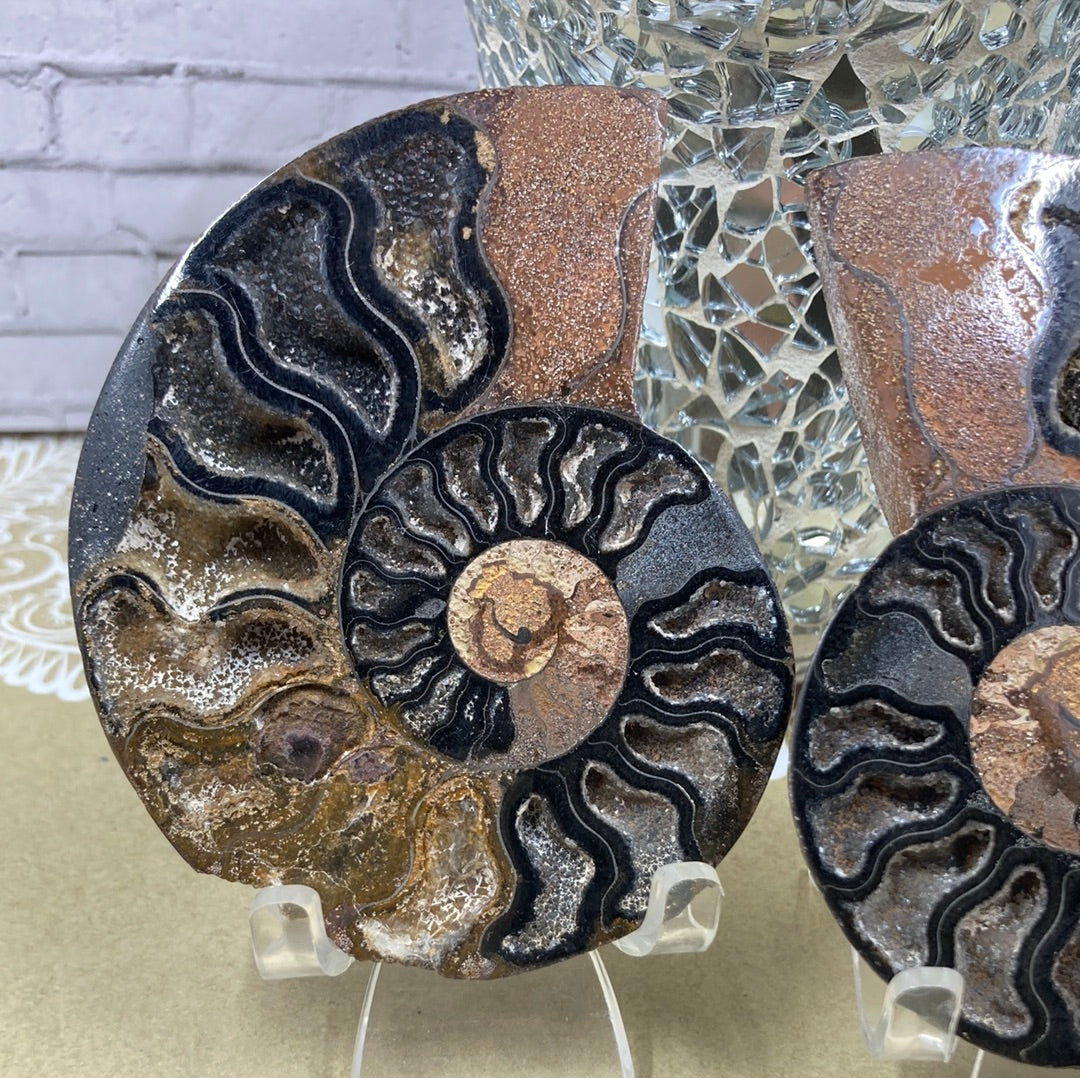 Ammonite Fossil