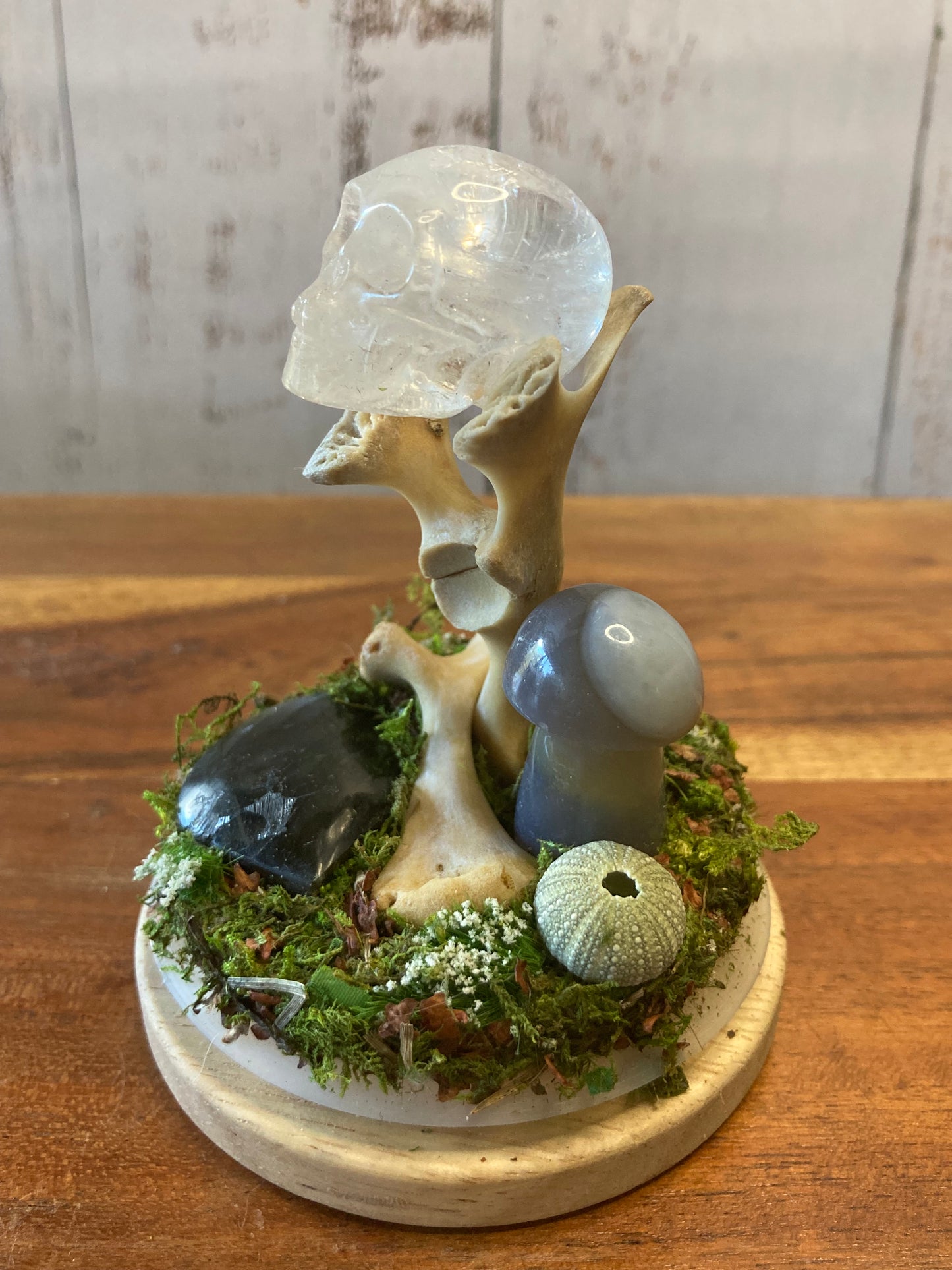 Long Neck Turtle Bone Garden