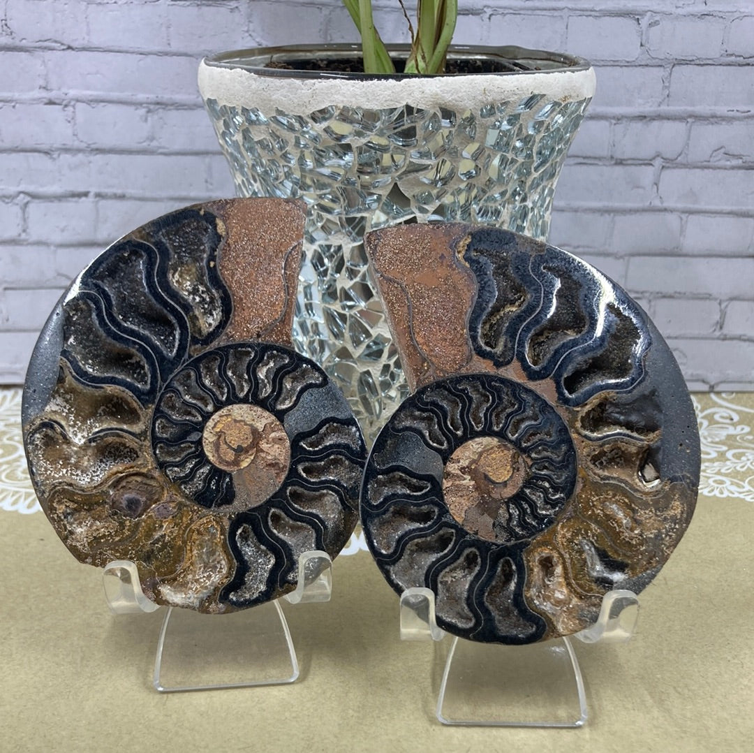 Ammonite Fossil