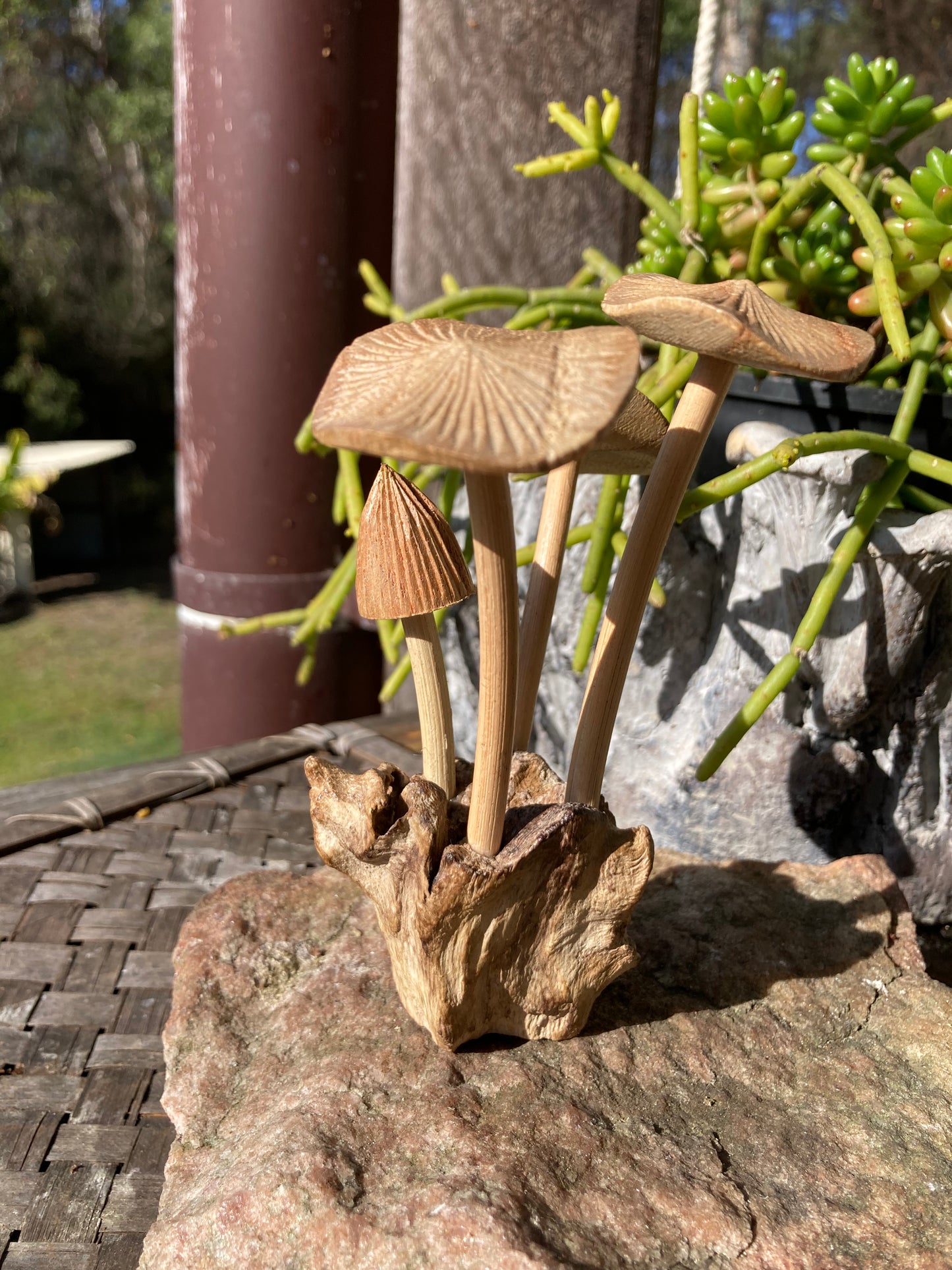 Mushroom Cluster