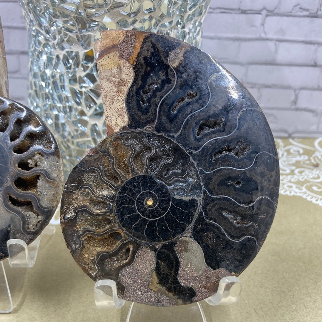 Ammonite Fossil