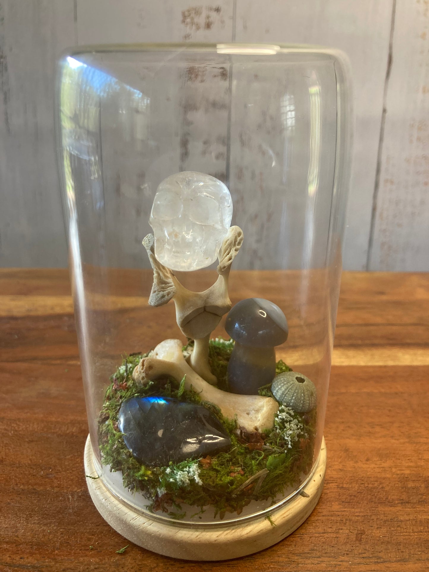 Long Neck Turtle Bone Garden