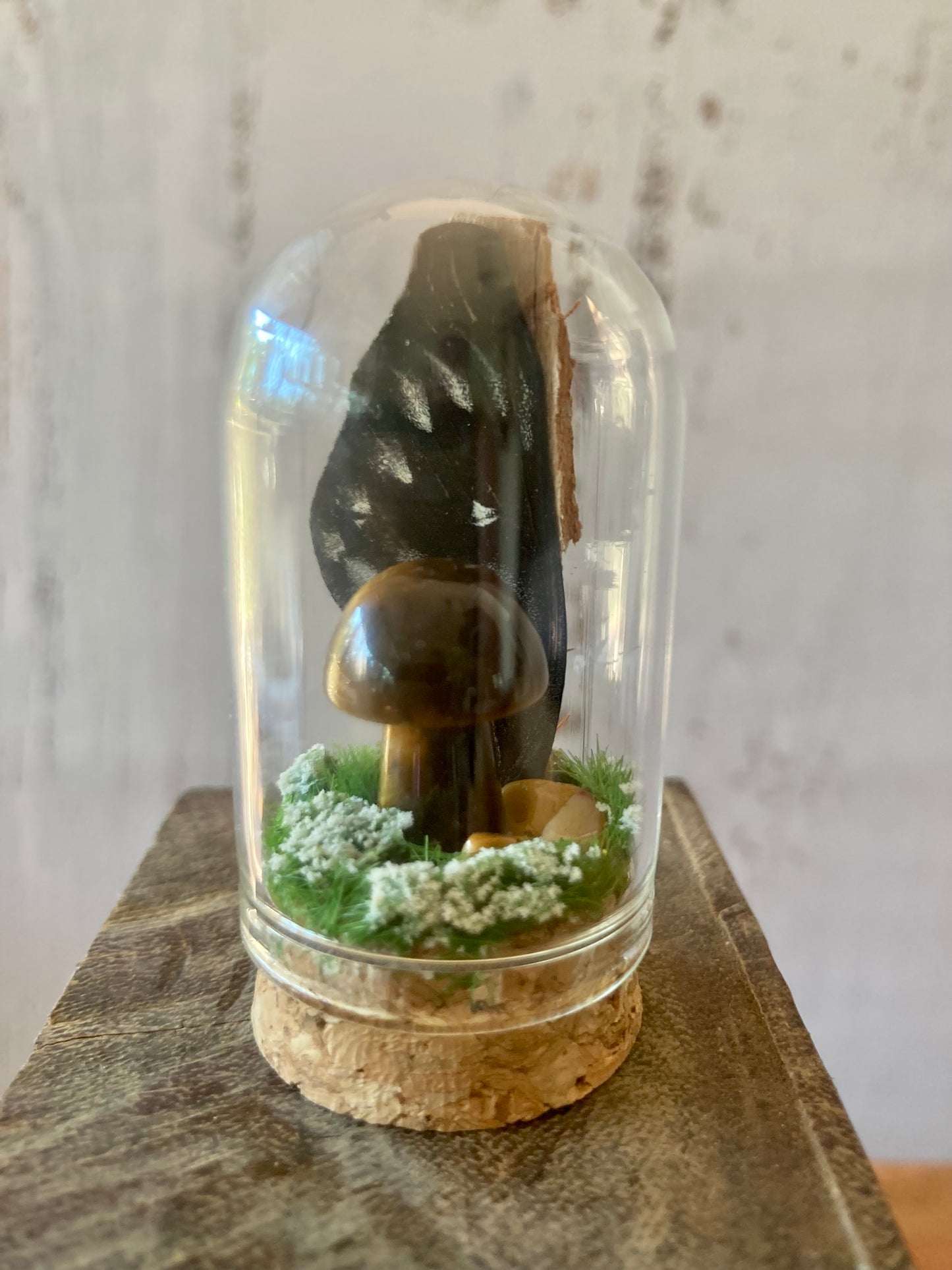 Tigers Eye Mushroom terrarium
