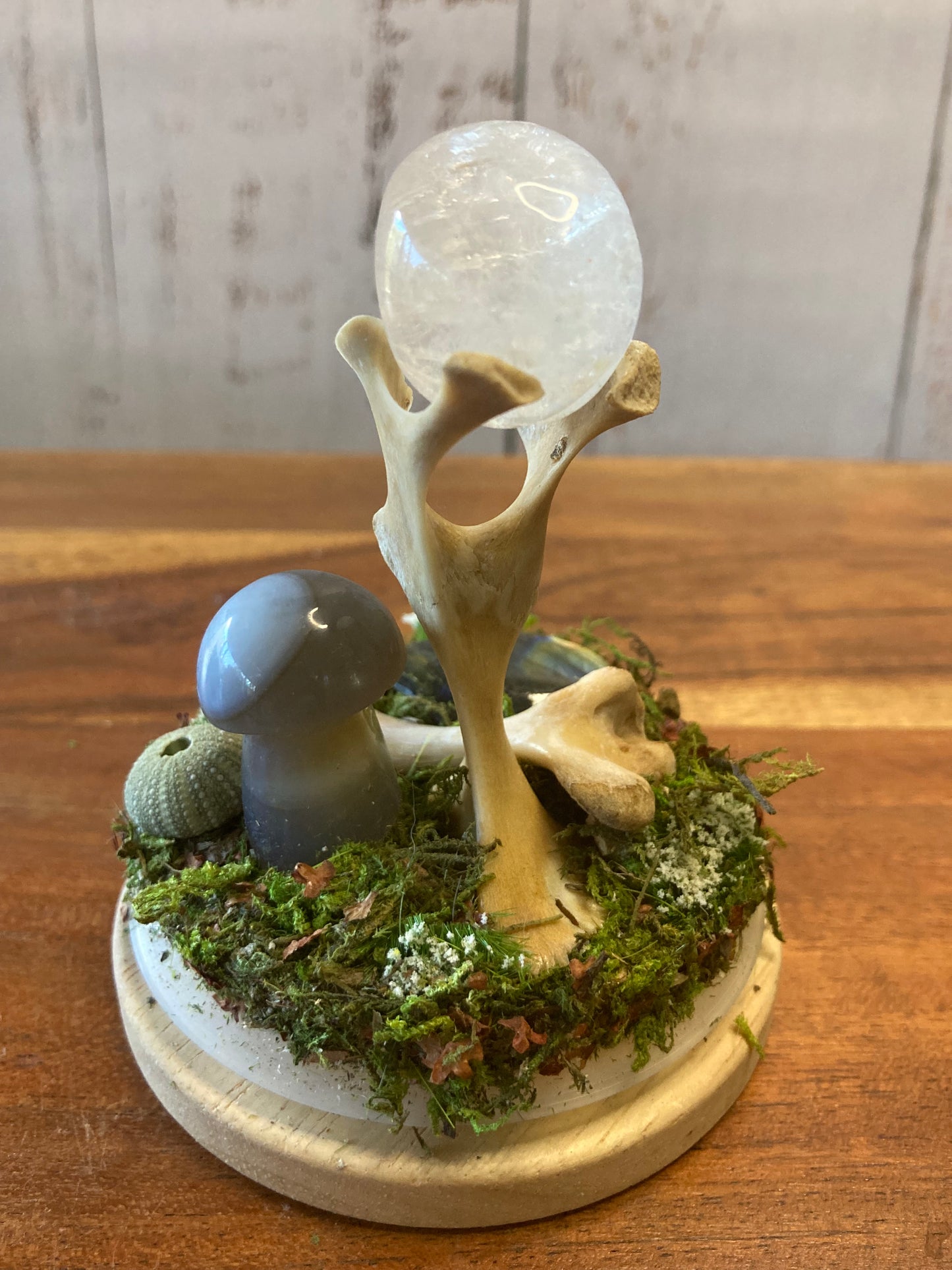 Long Neck Turtle Bone Garden