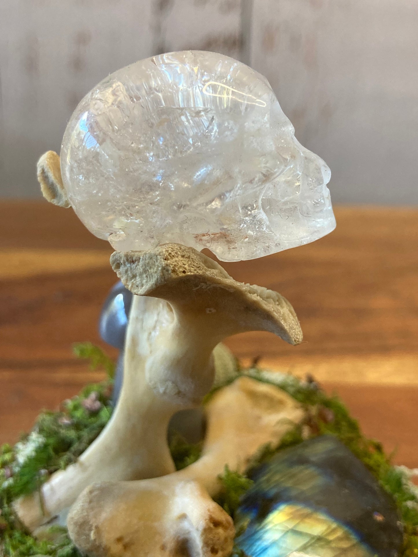 Long Neck Turtle Bone Garden