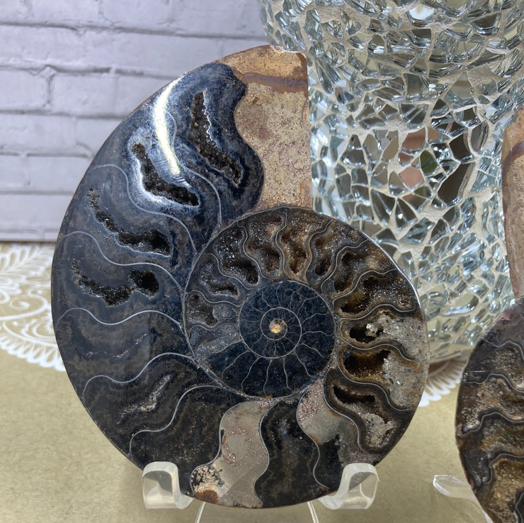 Ammonite Fossil