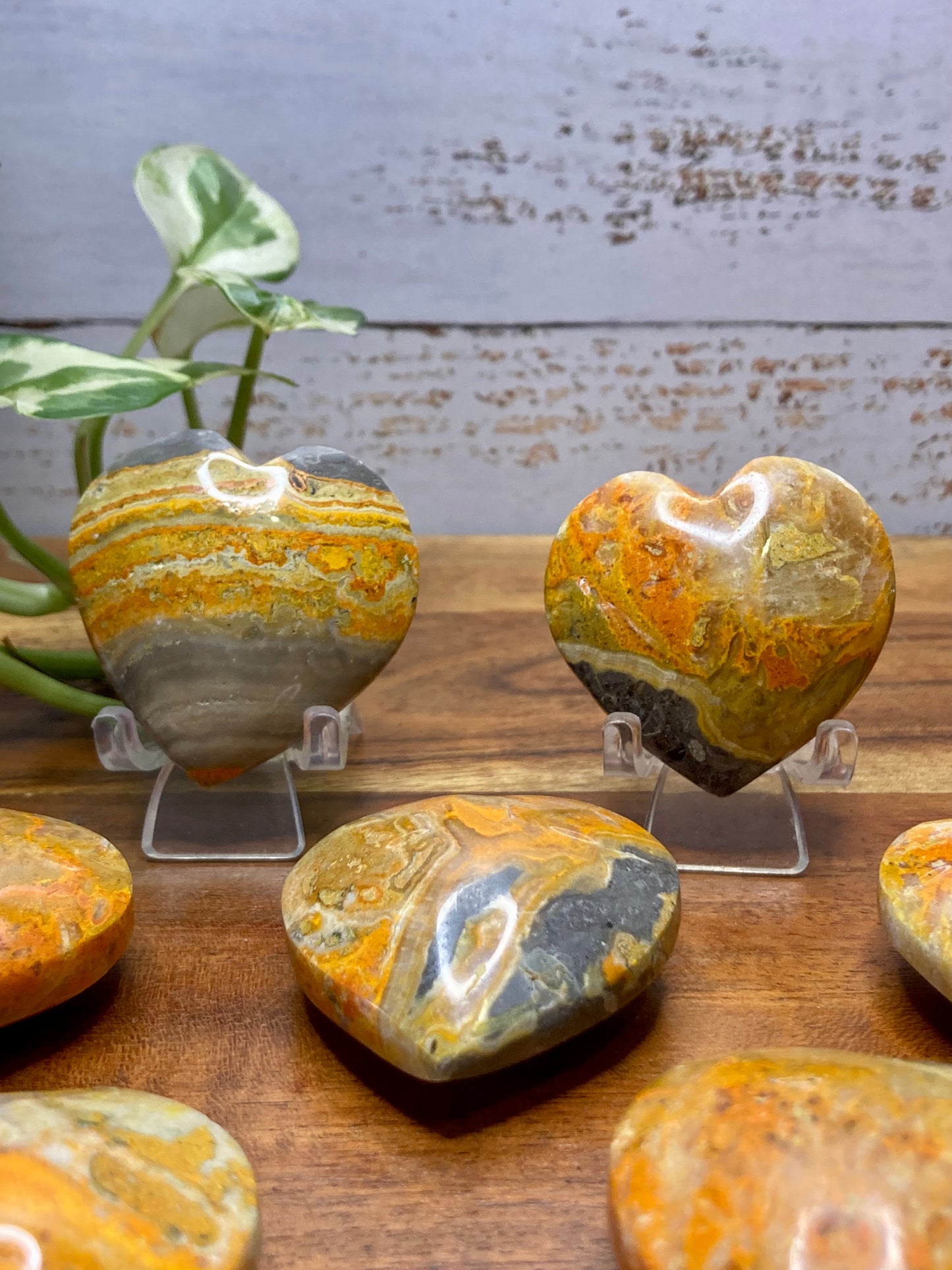 Bumblebee Jasper Hearts