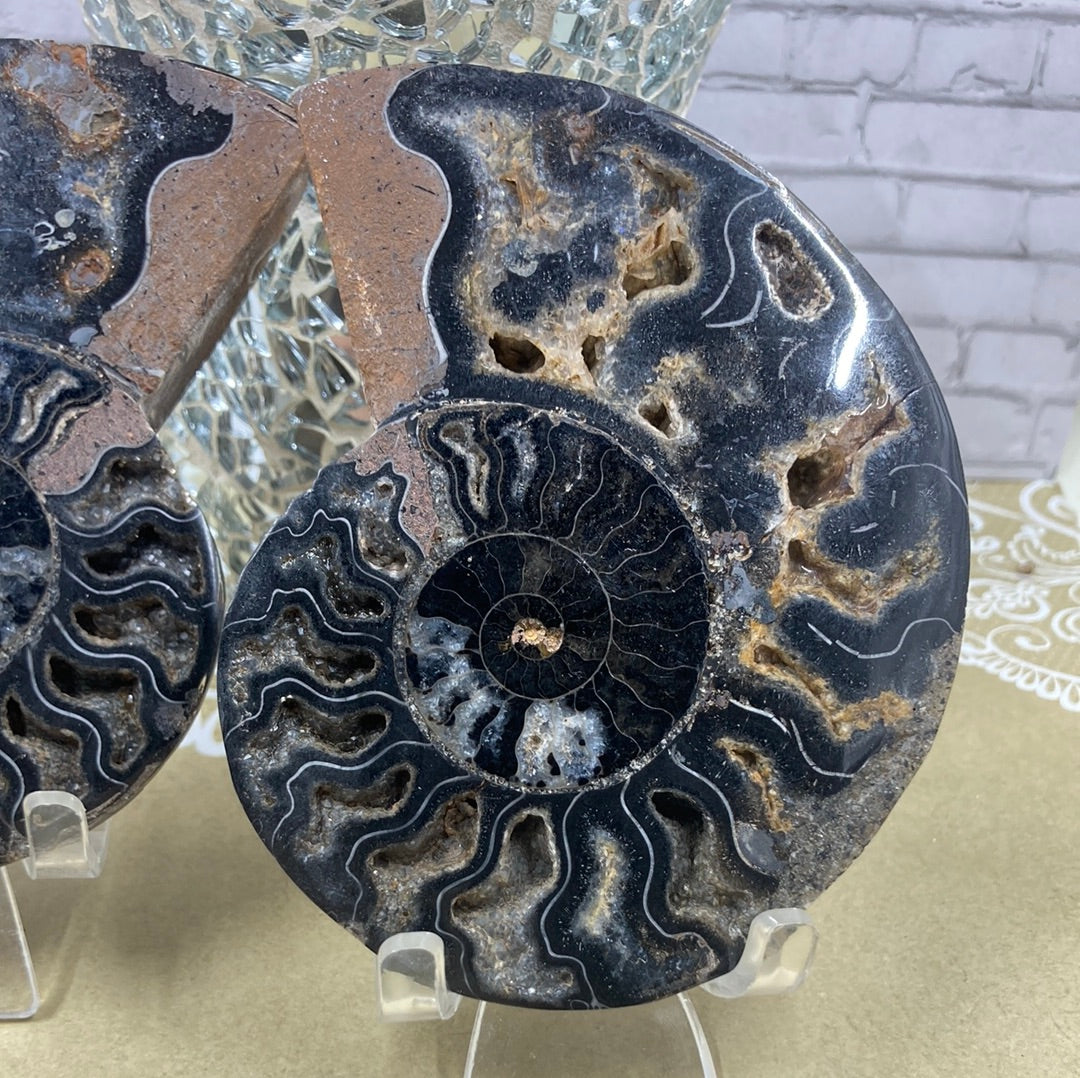 Ammonite Fossil