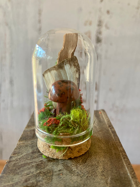 Mahogany Obsidian Mushroom terrarium