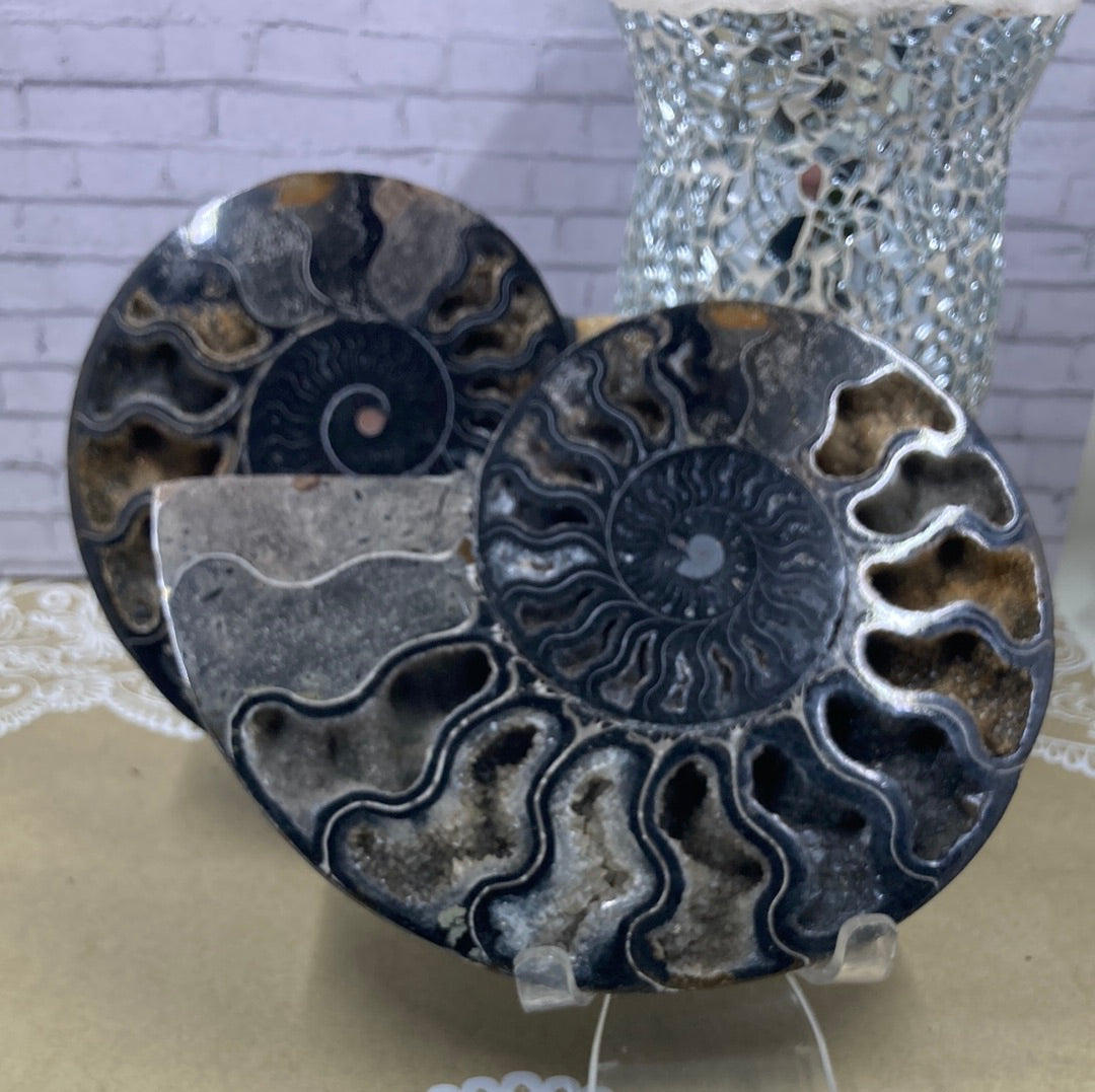 Ammonite Fossil