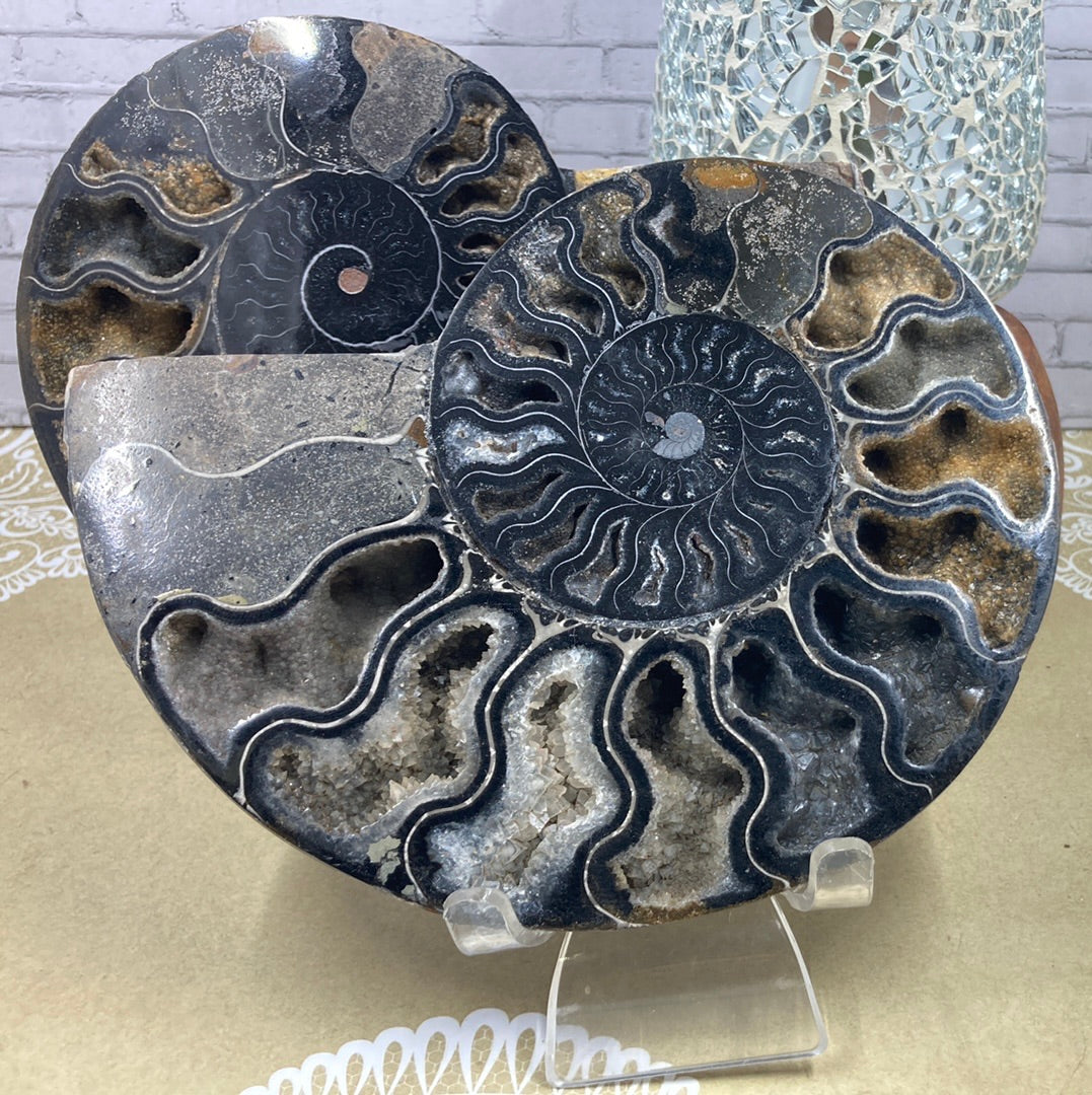 Ammonite Fossil