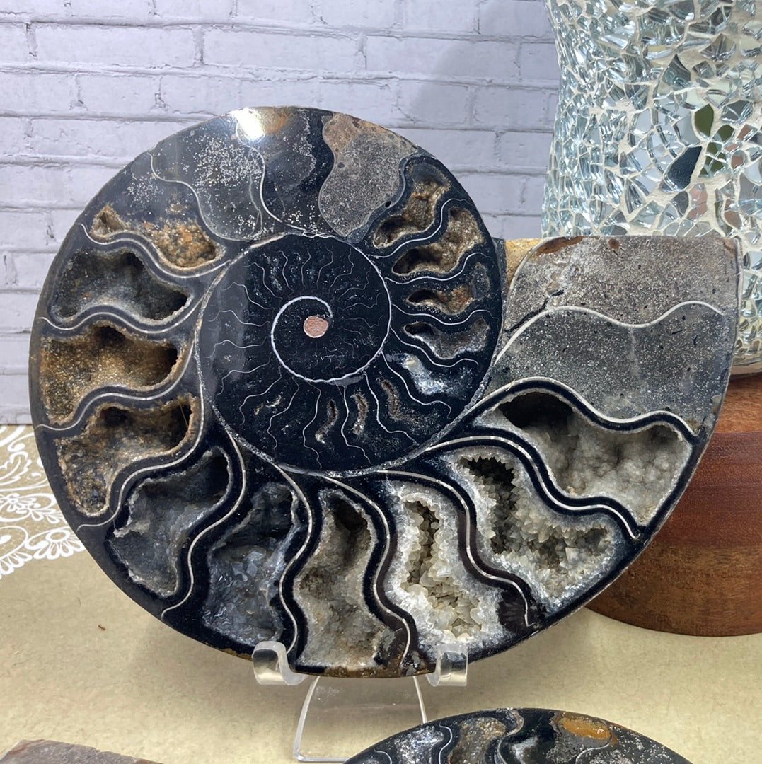 Ammonite Fossil