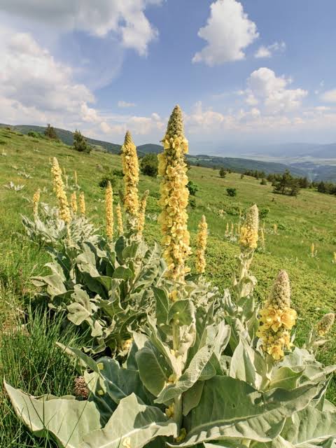 Mullein