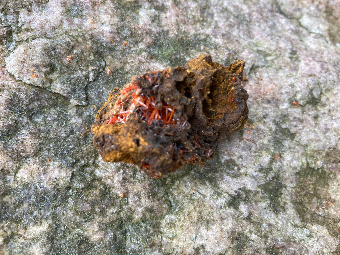 Tasmanian Crocoite