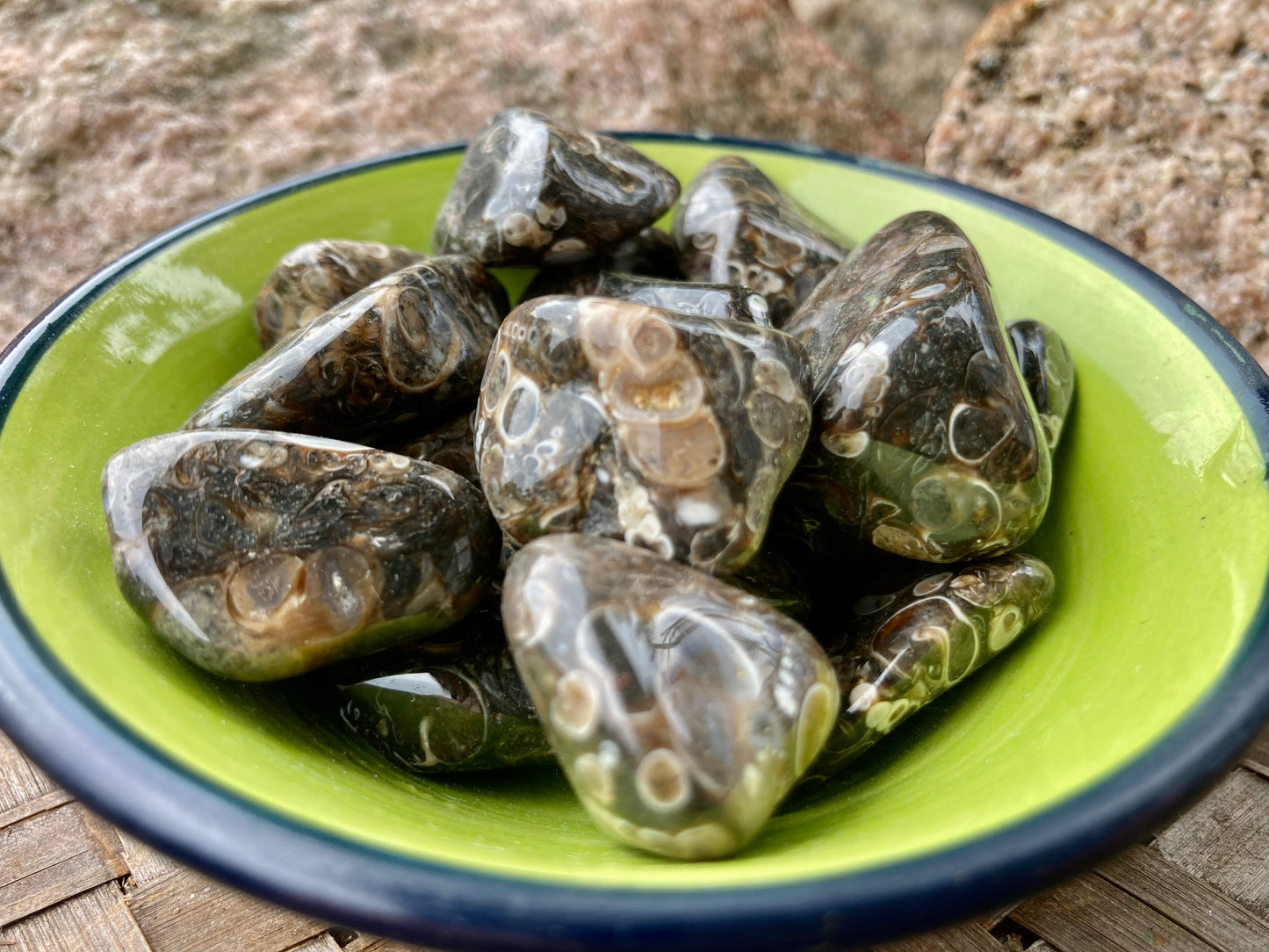 Turritella Agate Tumble