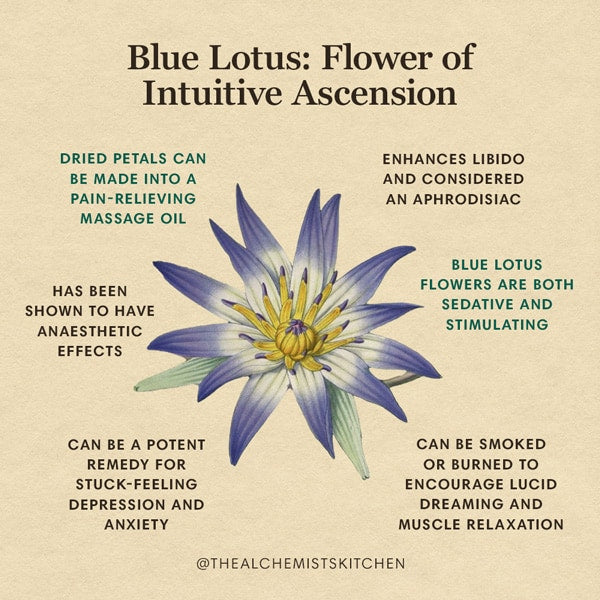 Blue Lotus Oil