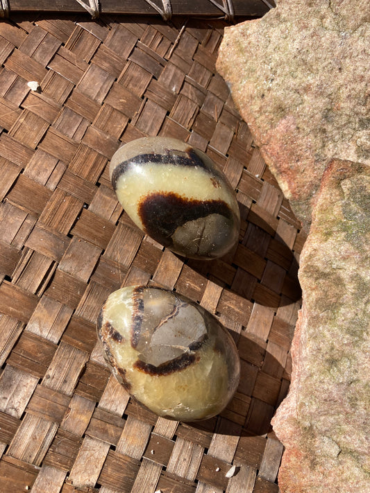 Septarian Palm Stones