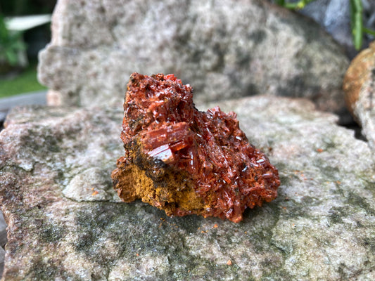 Tasmanian Crocoite