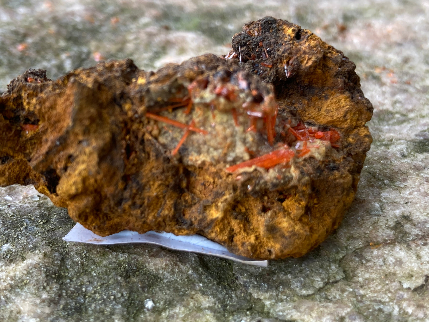 Tasmanian Crocoite