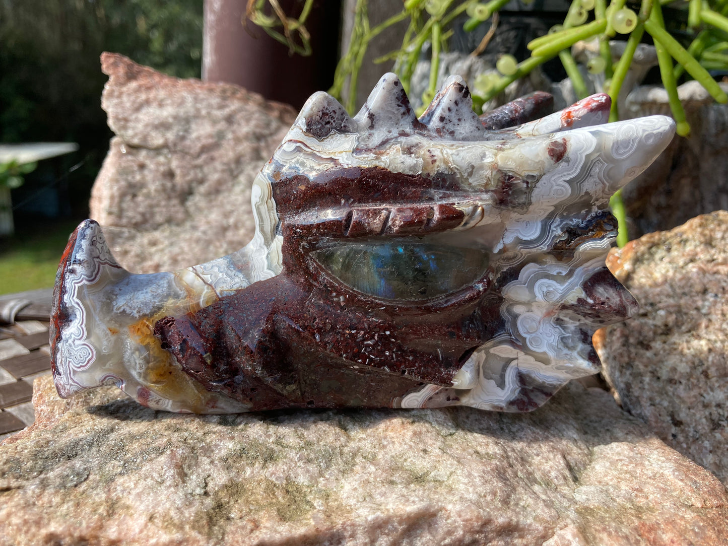 Mexican Crazy Lace Agate Dragon Skull